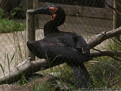 Southern Ground-Hornbill (Bucorvus leadbeateri) - Adult male