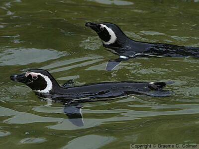 Magellanic Penguin (Spheniscus magellanicus) - Adults
