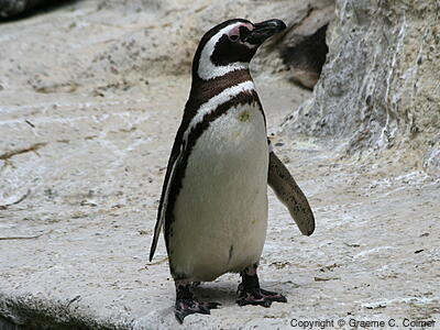 Magellanic Penguin (Spheniscus magellanicus) - Adult