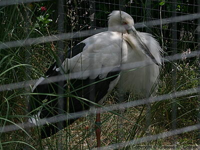 Maguari Stork (Ciconia maguari) - Adult