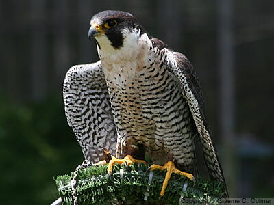 Peregrine Falcon (Falco peregrinus) - Adult