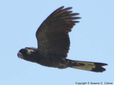 Yellow-tailed Black-Cockatoo (Zanda funerea) - Adult