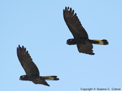 Yellow-tailed Black-Cockatoo (Zanda funerea) - Adults