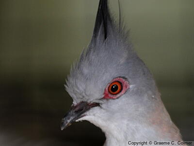 Crested Pigeon (Ocyphaps lophotes) - Adult