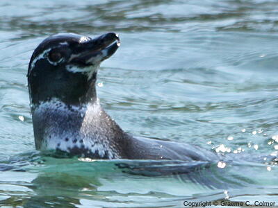 Galapagos Penguin (Spheniscus mendiculus) - Adult