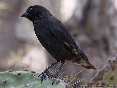 Common Cactus-Finch (Geospiza scandens) - Adult