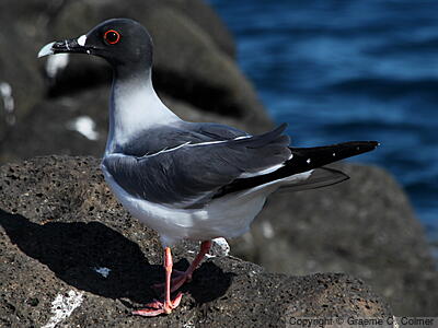 Swallow-tailed Gull (Creagrus furcatus) - Adult