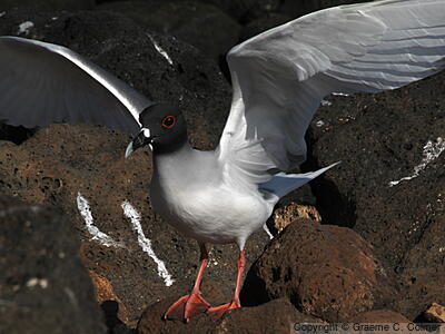 Swallow-tailed Gull (Creagrus furcatus) - Adult