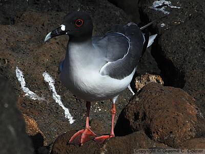 Swallow-tailed Gull (Creagrus furcatus) - Adult