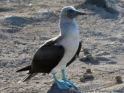 Blue-footed Booby (Sula nebouxii) - Adult