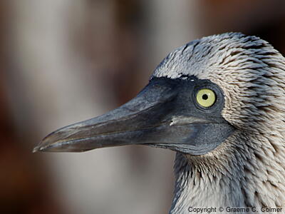 Blue-footed Booby (Sula nebouxii) - Adult