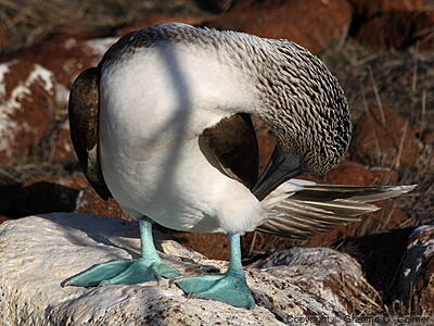Blue-footed Booby (Sula nebouxii) - Adult