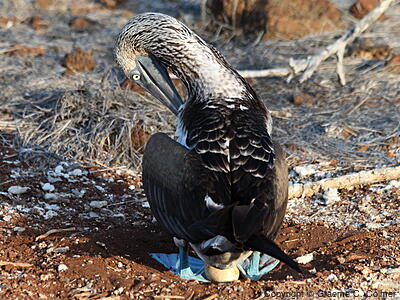 Blue-footed Booby (Sula nebouxii) - Adult and egg