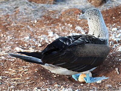 Blue-footed Booby (Sula nebouxii) - Adult and egg