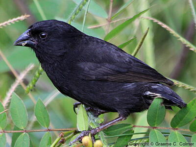 Small Ground-Finch (Geospiza fuliginosa) - Adult