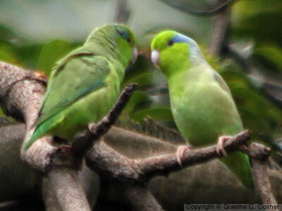 Pacific Parrotlet (Forpus coelestis) - Adults