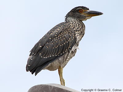 Yellow-crowned Night Heron (Nyctanassa violacea) - Juvenile