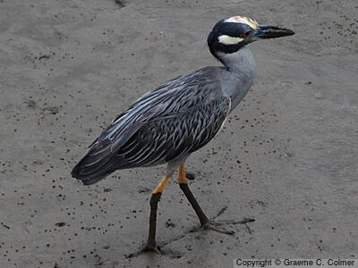 Yellow-crowned Night Heron (Nyctanassa violacea) - Adult