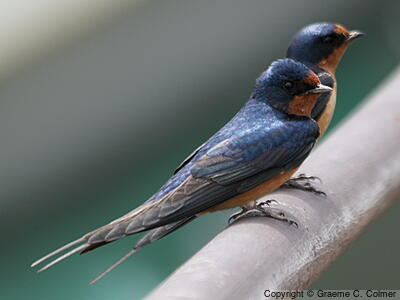 Barn Swallow (Hirundo rustica) - Adults