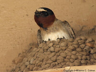 Cliff Swallow (Petrochelidon pyrrhonota) - Adult on nest