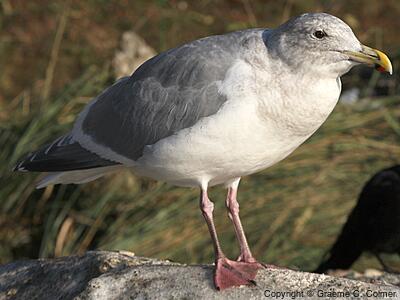 Iceland Gull (Larus glaucoides) - Non-breeding adult (Thayer’s)