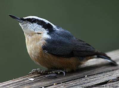 Red-breasted Nuthatch (Sitta canadensis) - Adult female