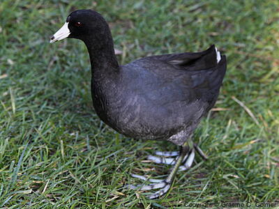 American Coot (Fulica americana) - Adult