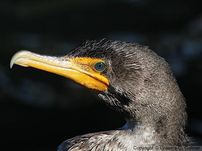 Double-crested Cormorant (Nannopterum auritum) - Adult