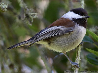 Chestnut-backed Chickadee (Poecile rufescens) - Adult