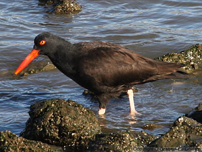 Black Oystercatcher (Haematopus bachmani) - Adult