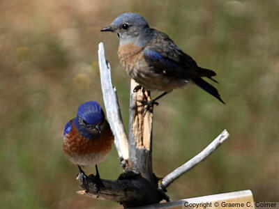 Western Bluebird (Sialia mexicana) - Male and female