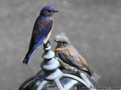 Western Bluebird (Sialia mexicana) - Male and female