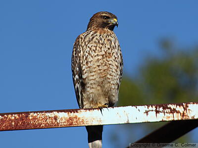 Red-shouldered Hawk (Buteo lineatus) - Immature