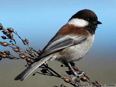 Chestnut-backed Chickadee (Poecile rufescens) - Adult