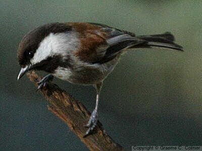 Chestnut-backed Chickadee (Poecile rufescens) - Adult