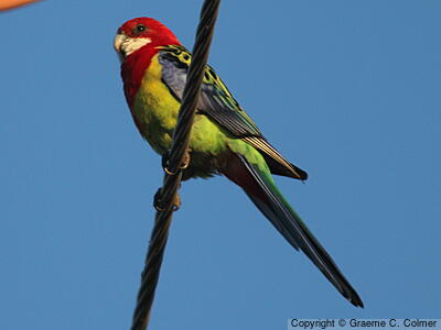 Eastern Rosella (Platycercus eximius) - Adult