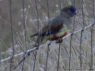Greater Bluebonnet (Northiella haematogaster) - Adult