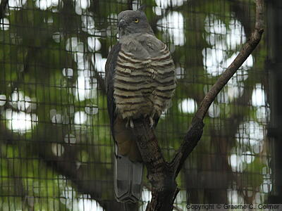 Pacific Baza (Aviceda subcristata) - Adult