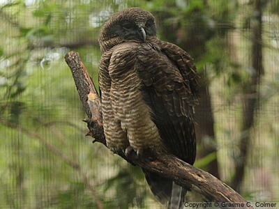 Rufous Owl (Ninox rufa) - Adult