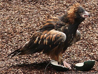 Crowned Eagle (Stephanoaetus coronatus) - Adult