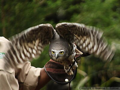 Barking Owl (Ninox connivens) - Adult