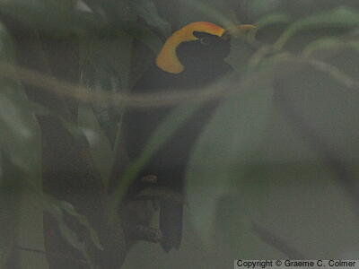 Regent Bowerbird (Sericulus chrysocephalus) - Male