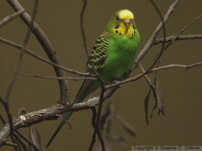 Budgerigar (Melopsittacus undulatus) - Adult