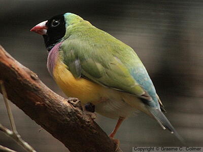 Gouldian Finch (Chloebia gouldiae) - Adult