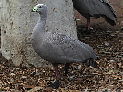 Cape Barren Goose (Cereopsis novaehollandiae) - Adult