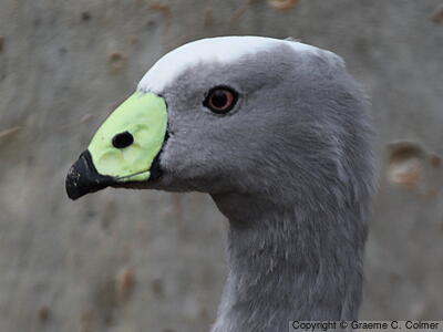 Cape Barren Goose (Cereopsis novaehollandiae) - Adult