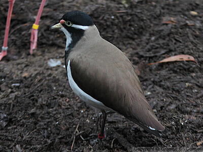 Banded Lapwing (Vanellus tricolor) - Adult