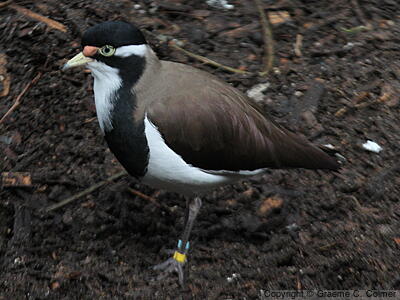 Banded Lapwing (Vanellus tricolor) - Adult