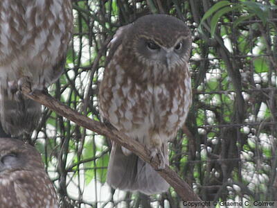 Morepork (Ninox novaeseelandiae) - Adult