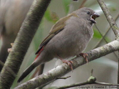 Red-browed Firetail (Neochmia temporalis) - Immature